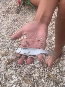 Thicklip Grey Mullet