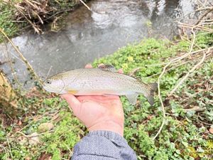Rainbow Trout