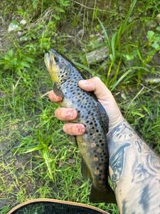 Brown Trout
