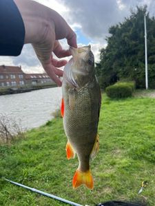 European Perch