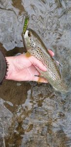 Brown Trout