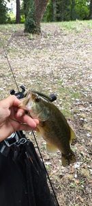 Largemouth Bass