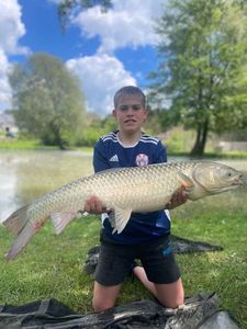 Grass Carp