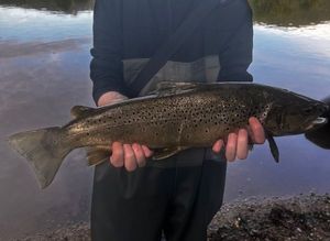 Brown Trout