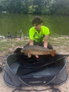Common Carp