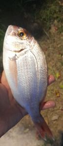 Common Two-banded Seabream