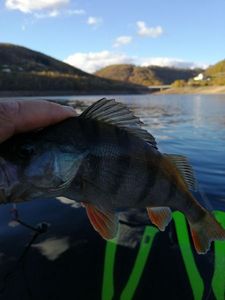 European Perch