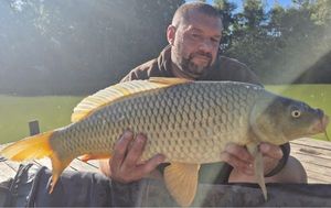 Common Carp