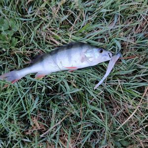 European Perch