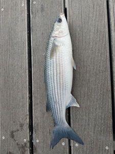 Thicklip Grey Mullet