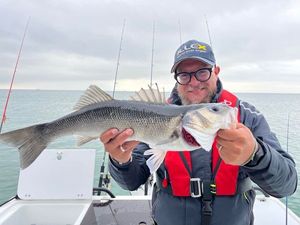 European Bass (Seabass)