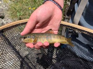 Brown Trout