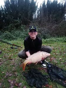 Common Carp