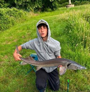 Sturgeon