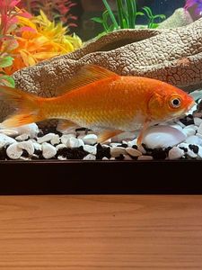 Goldfish