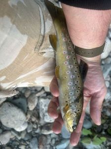Brown Trout