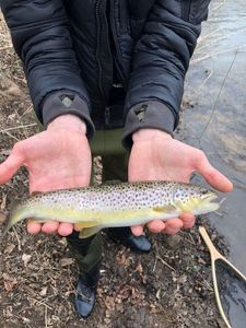 Brown Trout