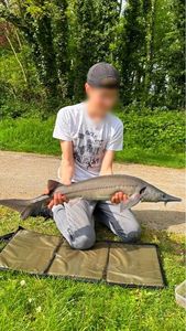 Sturgeon