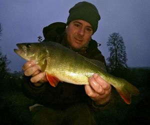 European Perch