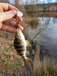 European Perch