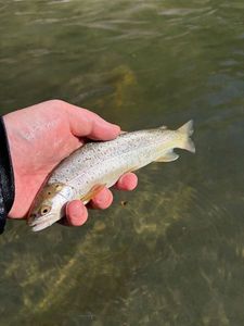 Brown Trout