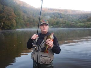 European Perch
