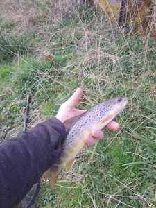 Brown Trout
