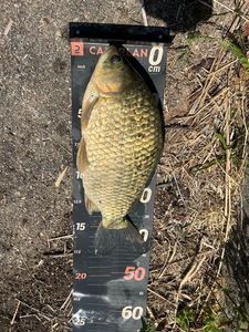 Crucian Carp
