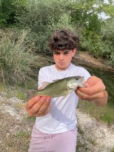 Smallmouth Bass