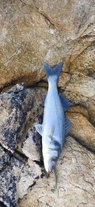 European Bass (Seabass)