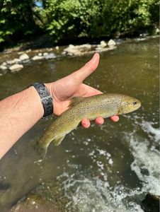 Brown Trout