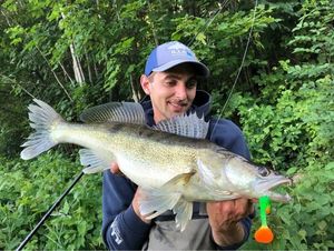 Zander