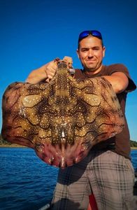 Undulate Ray