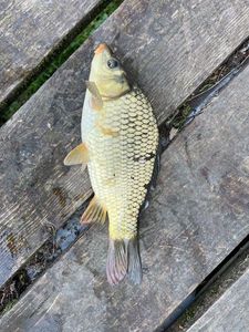 Common Carp