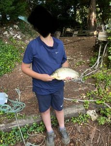 Common Carp