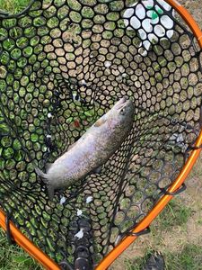 Rainbow Trout
