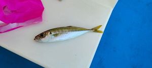 Atlantic Horse Mackerel