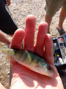 European Perch