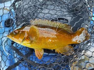 Ballan Wrasse