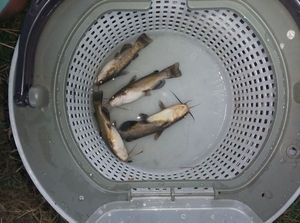 Black Bullhead