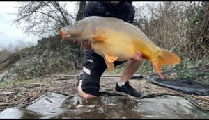 Mirror Carp