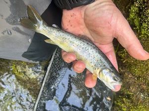 Brown Trout