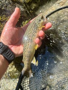 Brown Trout