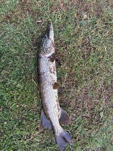 Northern Pike