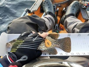 Ballan Wrasse