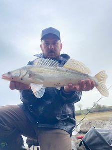 Zander