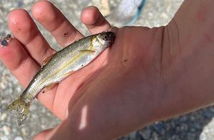 Common Minnow