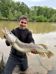 Northern Pike