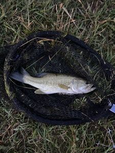Largemouth Bass