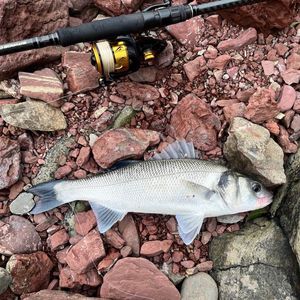 European Bass (Seabass)